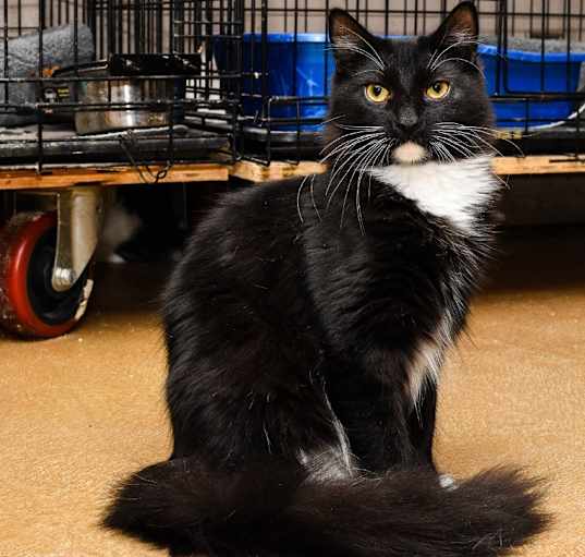 Photo of Angus