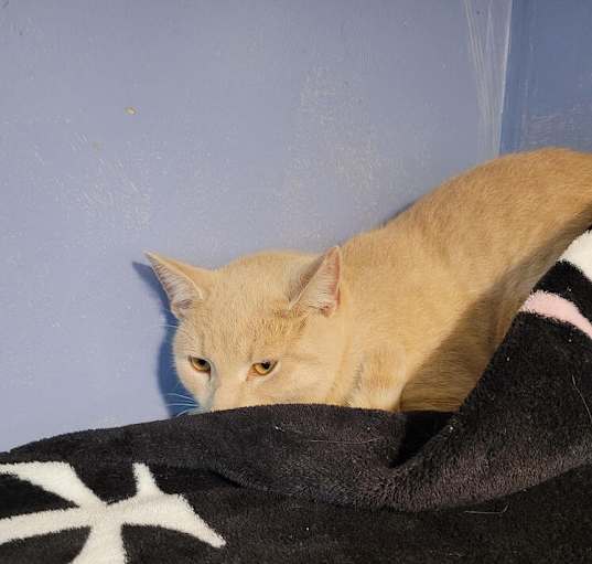Photo of Poedunk