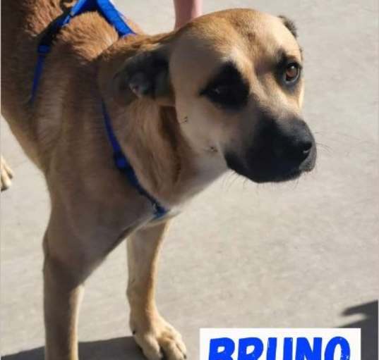 Photo of Bruno