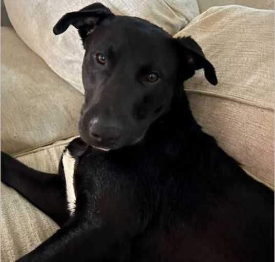 Photo of Onyx