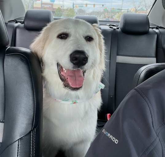 Photo of Tillie