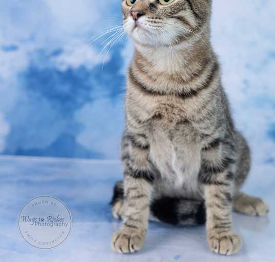 Photo of Sable