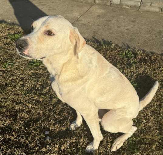Photo of Bentley
