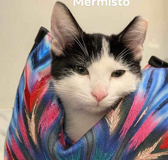 Photo of Mermisto