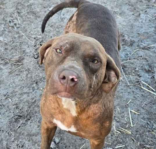 Photo of Willow