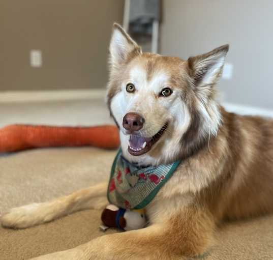 Photo of Archie