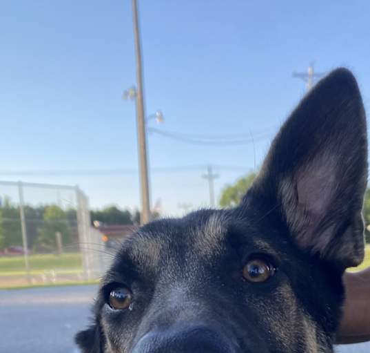 Photo of Diablo