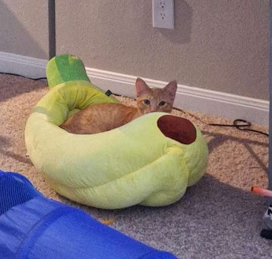 Photo of Banana