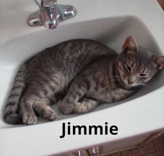 Photo of Jimmy- kitten- playful social