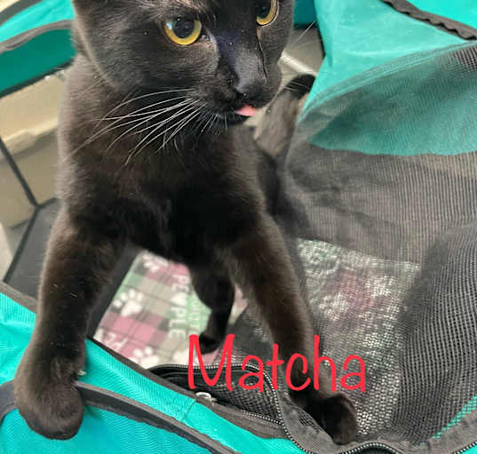 Photo of Matcha