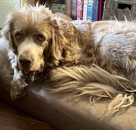 Photo of Zelda