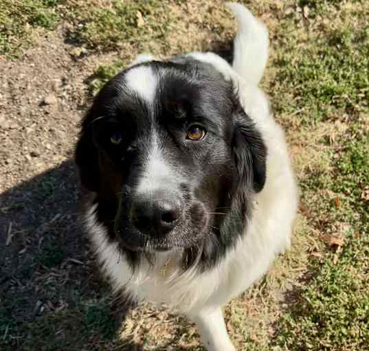 Photo of Sully