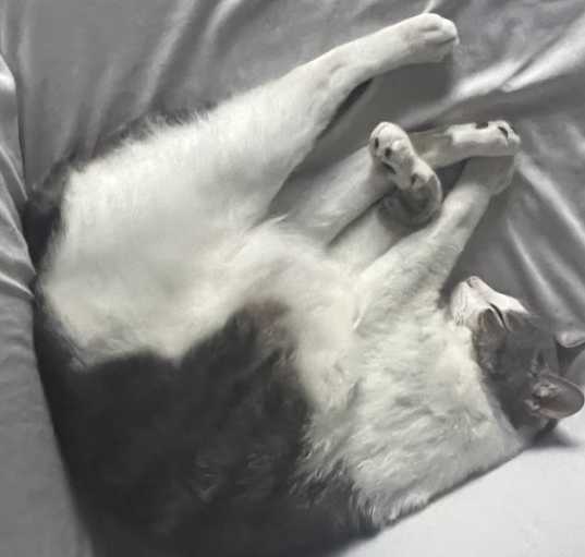 Photo of Shadow