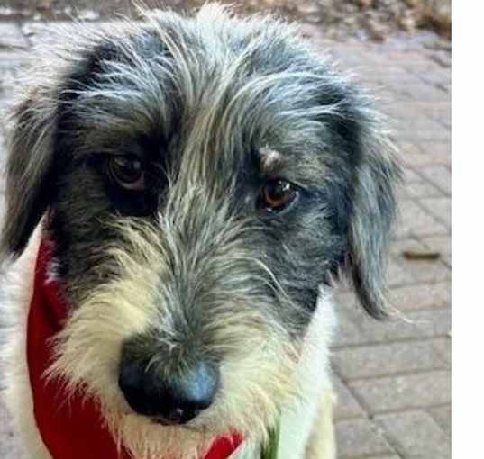 Photo of Nellie PKA Odette (bonded with Nova)