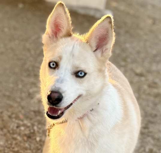 Photo of Cream