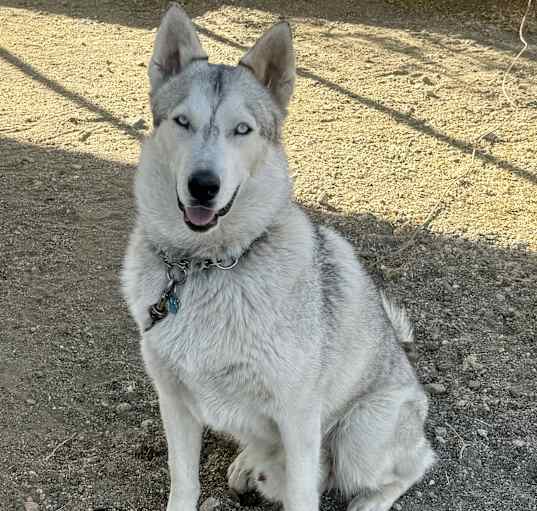 Photo of Cato