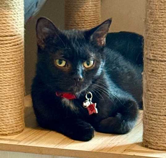 Photo of Chai