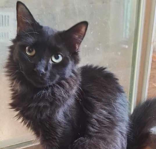 Photo of Ninja