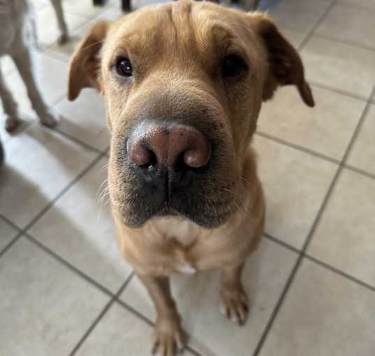 Photo of Whiskey
