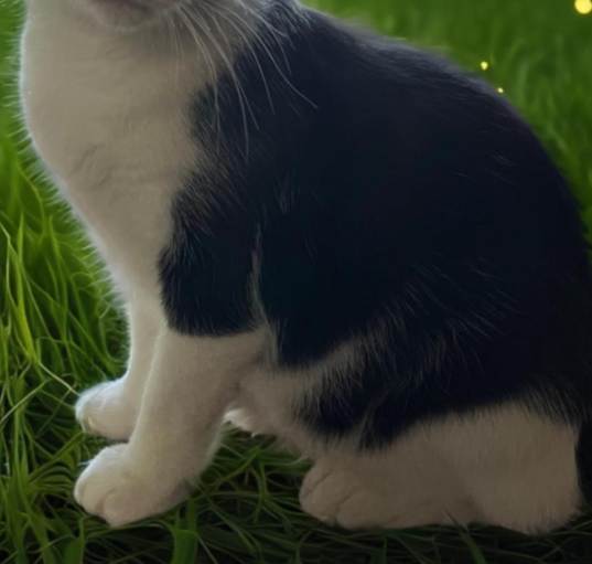 Photo of Oreo