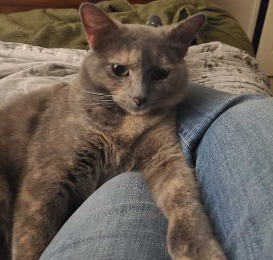 Photo of Stella