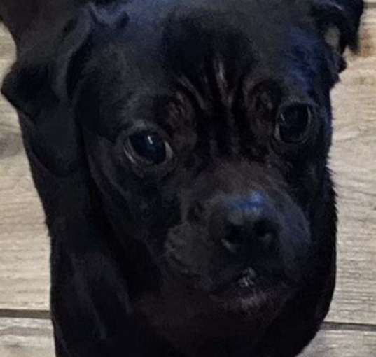 Photo of Yin Yang - adoption pending