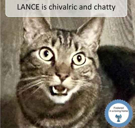 Photo of Lance