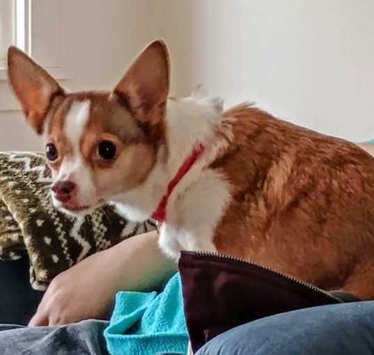 Photo of Ginger (Adopted)
