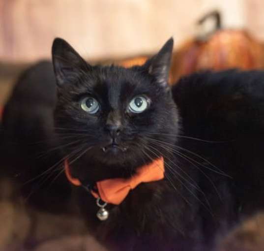 Photo of SHEBA