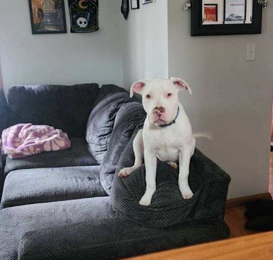 Photo of Albie
