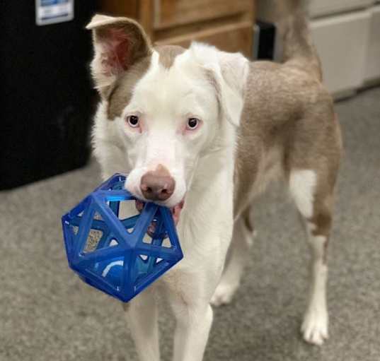 Photo of Winston