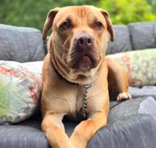Photo of Scooby