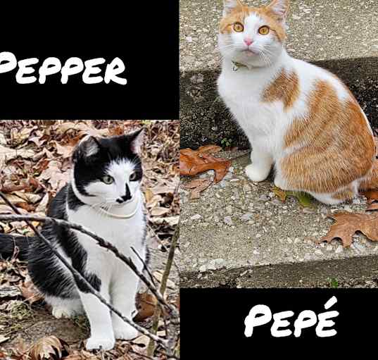 Photo of Pepper & Pepe'