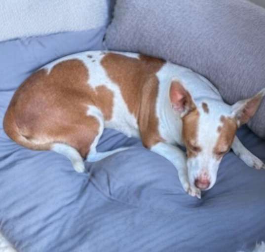 Photo of Ginger