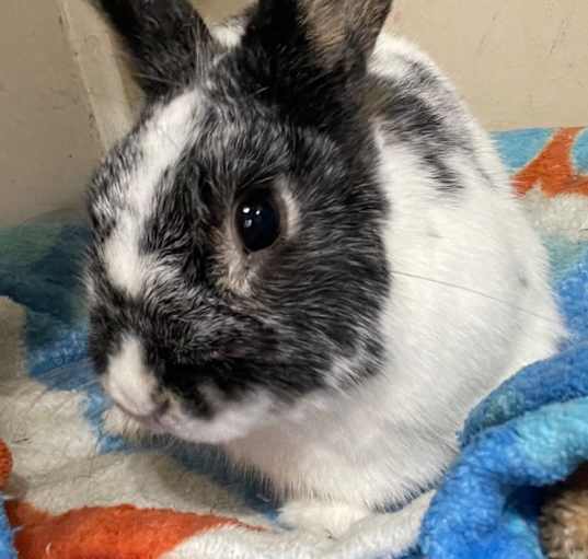 Photo of Marbie