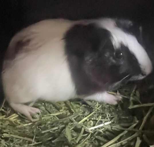Photo of Guinea pig 7