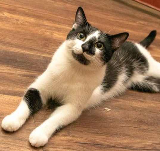 Photo of BISCUIT CATIO