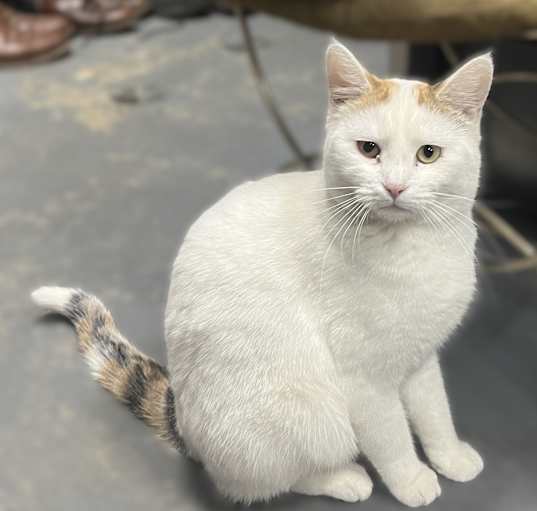 Photo of Lily