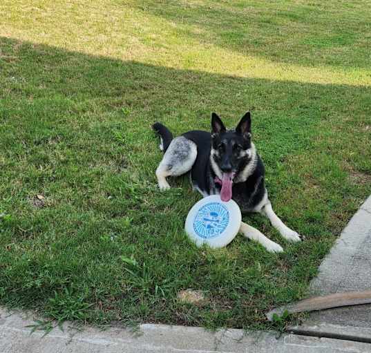 Photo of Bella