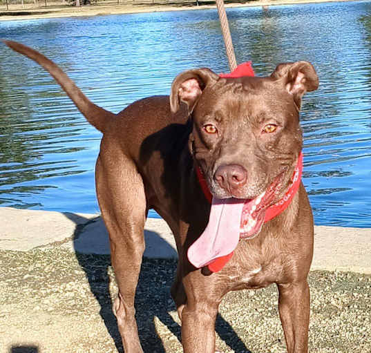 Photo of Brownie - Loves to play fetch