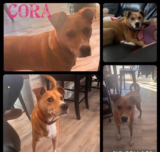 Photo of Cora