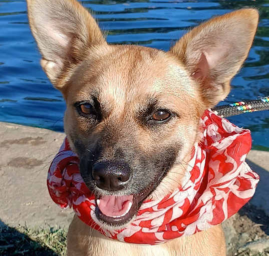 Photo of Emma - super docile and calm g