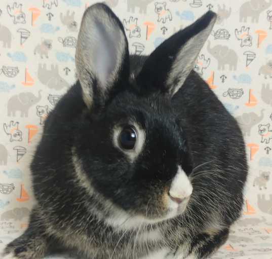 Photo of Harlow