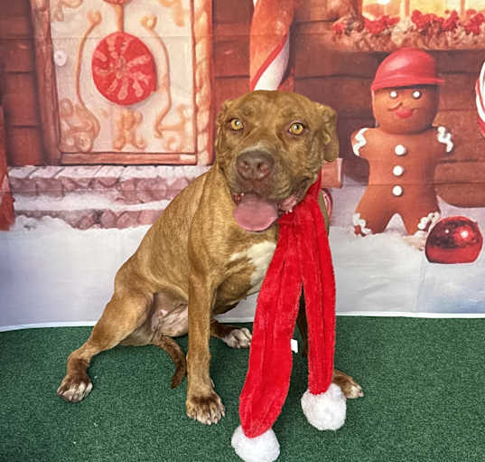 Photo of Skittles