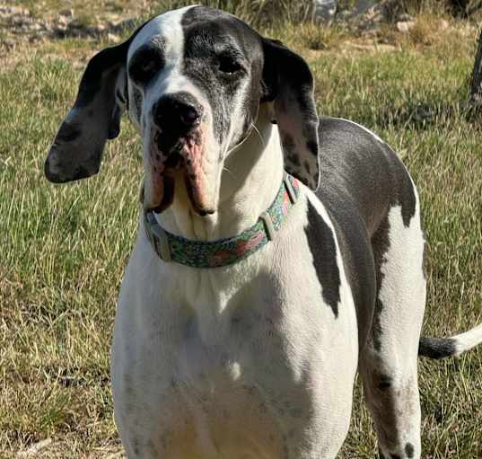 Photo of Shookie
