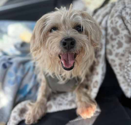 Photo of Pancake