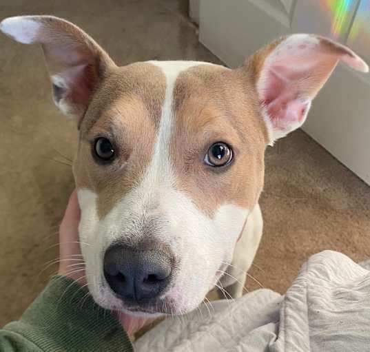 Photo of Cora