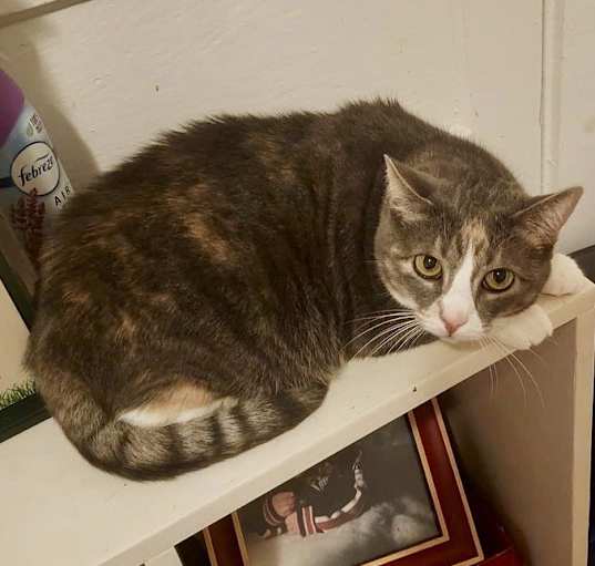 Photo of Gracie