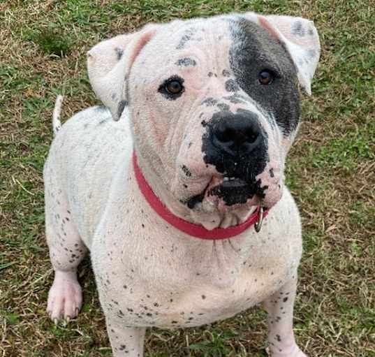 Photo of 2411-1089 Puppy
