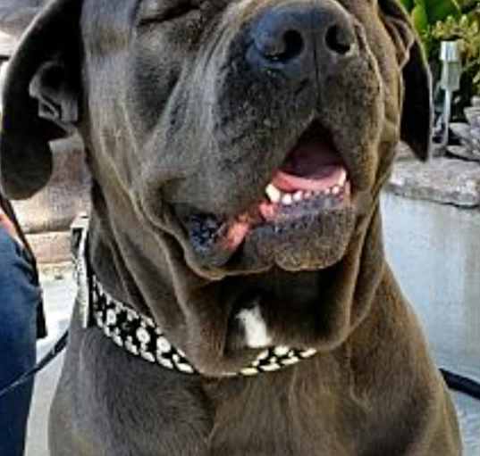 Photo of Harry Boy big Lapdog